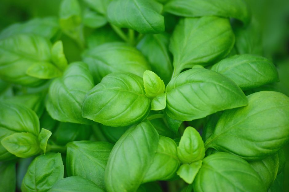 A Practical Take on Herbs And Botanicals: A Cautious Look, Without the Hype
